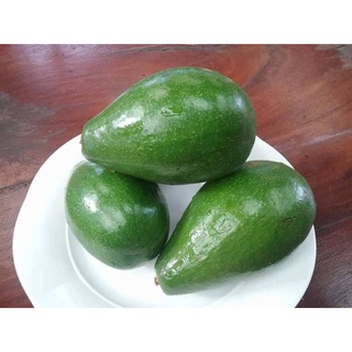 Avocado อโวคาโดไทย ราคาถูก