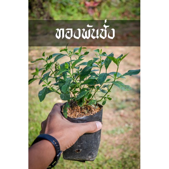 ทองพันชั่ง มีค่าดั่งทอง ต้นแข็งแรง พร้อมลงดิน