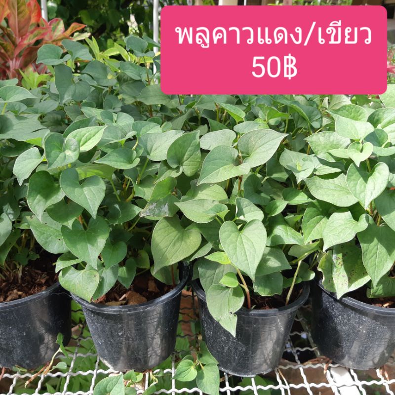 พลูคาว(คาวตอง) สมุนไพรพื้นบ้าน สีแดง/สีเขียว แข็งแรง