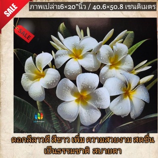 ภาพโปสเตอร์ ดอกลีลาวดี ขนาด 16×20"นิ้ว👉หรือ 40.6×50.8เซนติเมตร