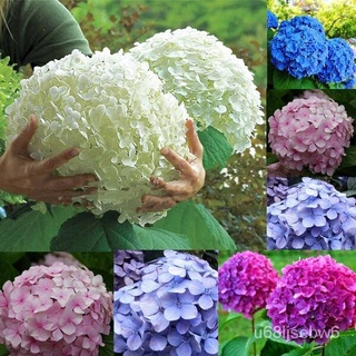 ถูก ใหม่ สายพันธุ์50 ชิ้น การผสมสี ต้นไฮเดรนเยีย พันธุ์เบา พุ่มสวย (Hydranyea seed flowers seeds outdoor plant) ต้นไม RK