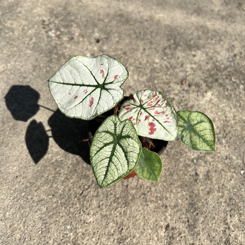 บอนสตอเบอรี่สตาร์ มาในกระถางพร้อมตั้ง