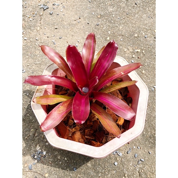 ต้นสับปะรดสี Fireballพร้อมปลูก