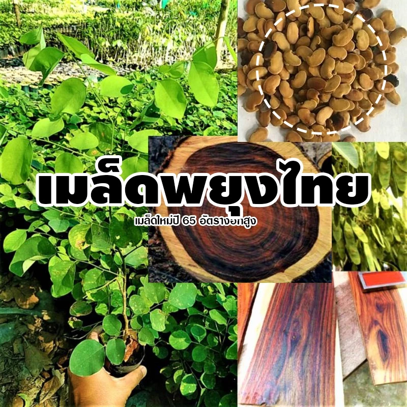 [ติดตามลด 20%] เมล็ดพยุงไทย ไม้เนื้อแข็งลายสวย เมล็ดใหม่คัดพิเศษ