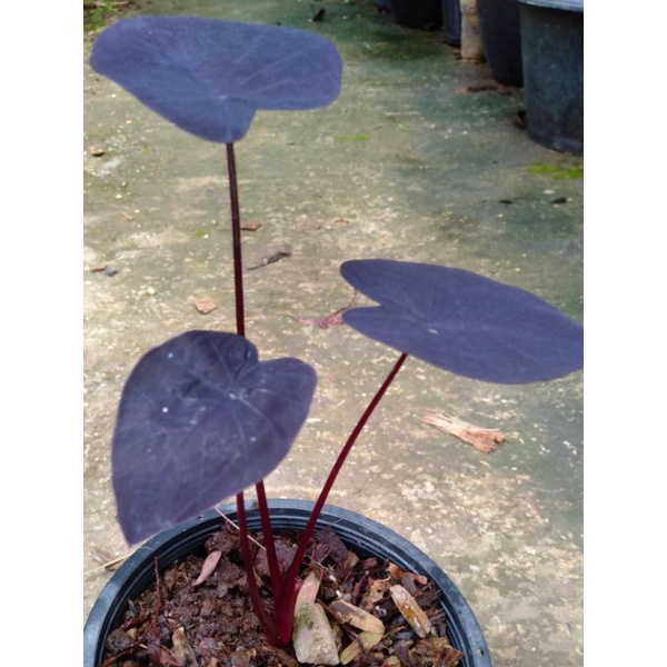 colocasia black ripple โคโลคาเซียส่งต้นจริงตามภาพ