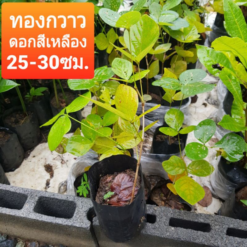 ต้นทองกวาว ดอก สีเหลืองต้นไม้ตาย เคลมฟรี ทุกต้น เฉพาะ ระหว่างขนส่ง เท่านั้น ดอกสีเหลือง ทองกวาว