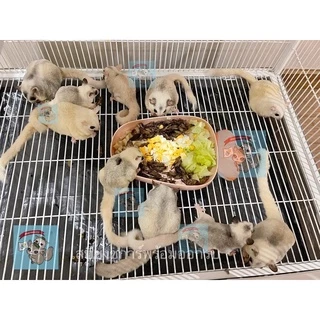 ( แผ่นพลาสติกรองกรง 50 ชิ้น ) PLASTIC CAGE COVER แผ่นคลุมถาดรองกรง แผ่นพลาสติกคลุมถาดรองกรง ถาดรองกรง กรง อาหาร หนอนนก