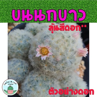 แมมมิลลาเรีย ขนนกขาว ไซส์แม่พันธุ์ ลุ้นสีดอก (ดอกขาวหรือดอกชมพู) Mammillaria plumose กระบองเพชร