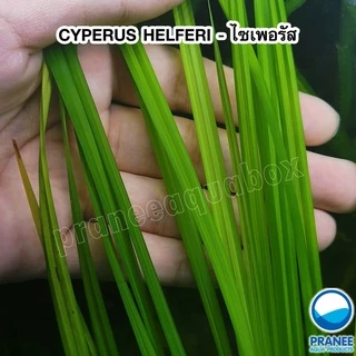CYPERUS HELFERI - (แห้วหมูน้ำ) ไม้หลังตู้ เลี้ยงง่าย ต้นไม้น้ำตา ต้นไม้พร้อมปลูก ***กรุณาอ่านรายละเอียดก่อนสั่งซื้อ***