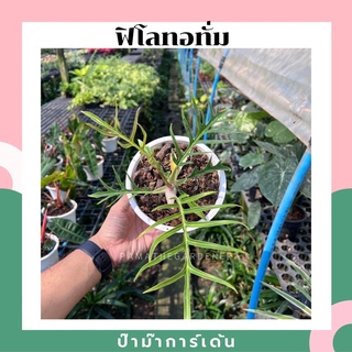 ต้นฟิโลเดนดรอน ทอทั่ม  Philodendron tortum หรือ ฟิโลตอตั่ม กระถางสีขาว 5 นิ้ว