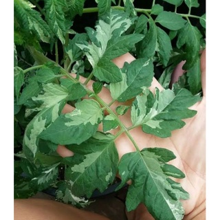 เมล็ดพันธุ์มะเขือเทศเอลิสซ่าด่าง Alisa Variegated Tomato เมล็ดพันธุ์แท้คุณภาพดี นำเข้าจากต่างประเทศ