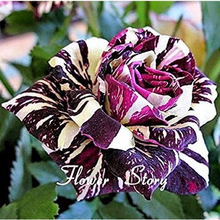 30 เมล็ด กุหลาบ Dragon Rose Seeds สี ขาว-ม่วง ดอกใหญ่ นำเข้าพร้อมคู่มือ