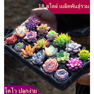 จัดส่งในพื้นที่ 50เมล็ด Mixed Succulent Seeds บอนสีหายาก ต้นบอนสีชายชล ต้นบอนสีหายาก ต้นไม้มงคล บอนสีสวยๆ ไม้ประดับ