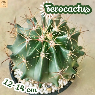 [เฟอร์โรไซส์ใหญ่ 12-14 Cm] Ferocactus 12-14 Cm ส่งพร้อมกระถาง แคคตัส Cactus Succulent Haworthia Euphorbia ไม้หายาก