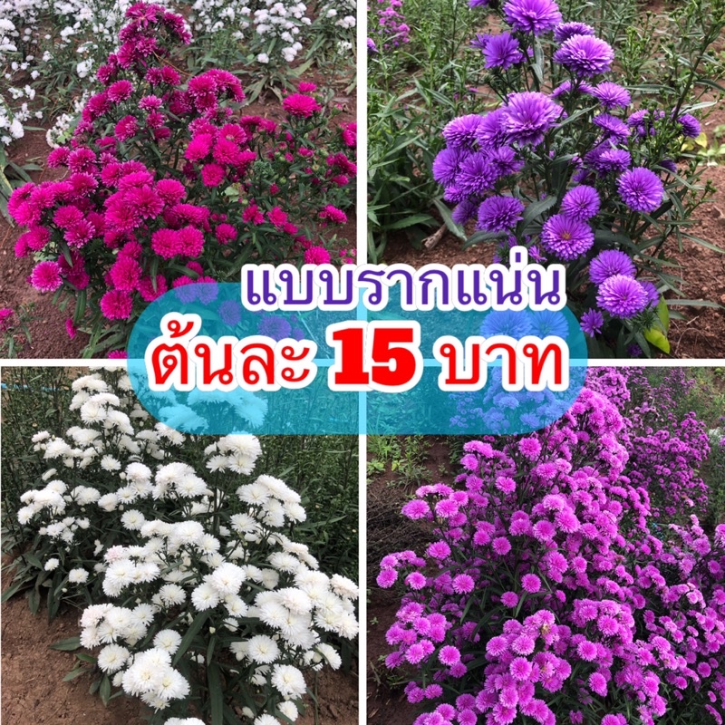 ❤️ต้นมากาเร็ต พันธ์ญี่ปุ่น ❤️แบบกระถาง 2 นิ้ว ชุด10-40 ต้น – โปรปัง