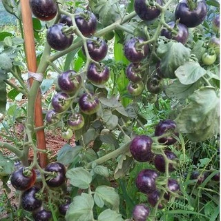 เมล็ดพันธุ์ มะเขือเทศสีม่วง Indigo Rose Tomato Seed บรรจุ 10 เมล็ด คุณภาพดี ของแท้ 100%