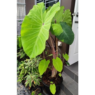 Colocasia Red Eyed Gecko ด่างเขียวเข้ม (ข้อไหล)