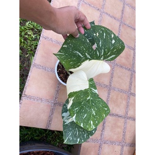 monstera thai constellation มอนเตอร่าไทยคอน