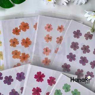 【พร้อมส่ง】ดอกเวอร์บีน่า ดอกเวอร์บีน่าทับ ดอกไม้ทับแห้ง ดอกไม้จริงทับแห้ง Pressed Flowers💐