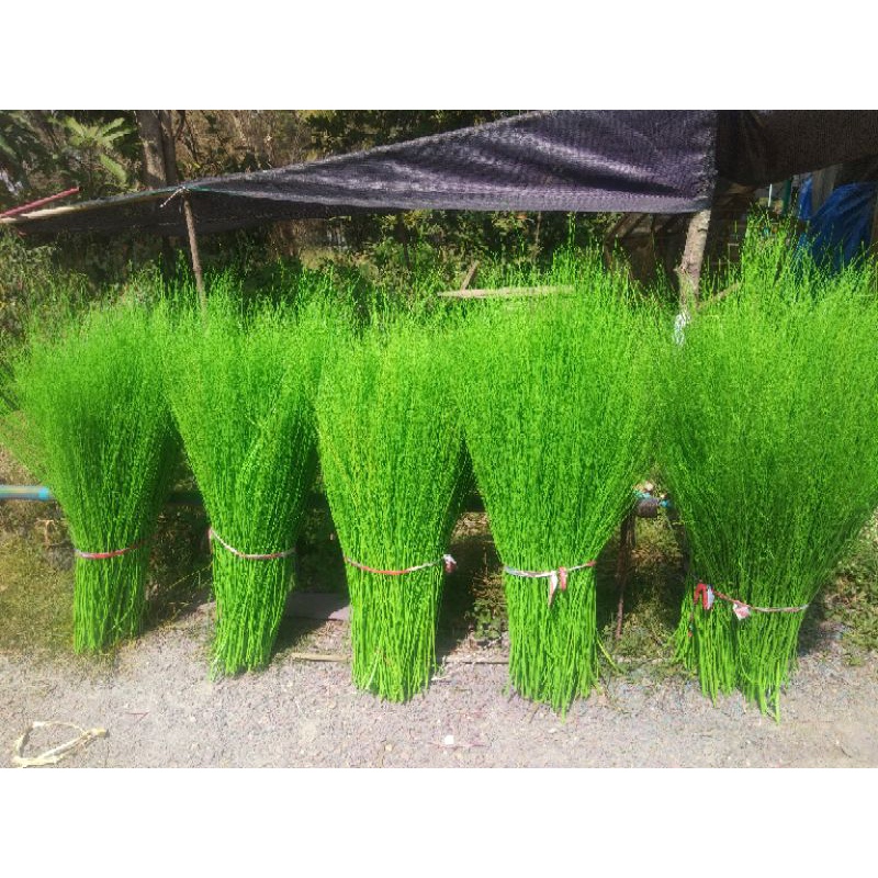 หญ้าขัดมอญพ่นตกแต่งสวน - รูปที่ 4