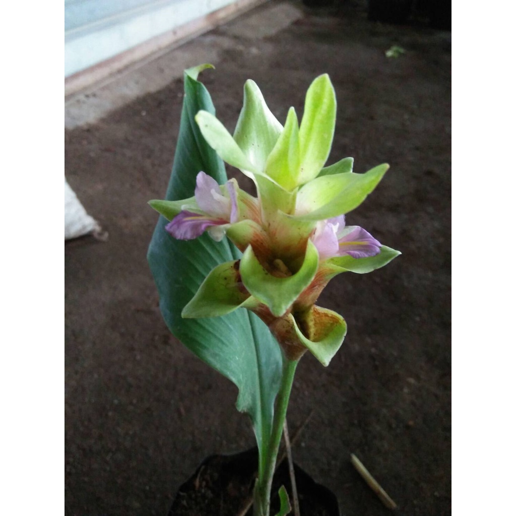 ต้นพันธุ์ ดอกกระเจียว สีเขียว ขายเป็นหัวๆ พร้อมปลูกในถุงดำ 59 บาท