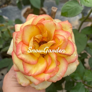 กุหลาบ 🌹 Gold Medel สีทูโทน เหลืองส้มขอบชมพู 🌸 ดอกหอม แบบถุงใหญ่ (ส่งติดดอก)