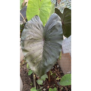 โคโลคาเซีย ไดม่อนเฮด  Colocasia dimon head