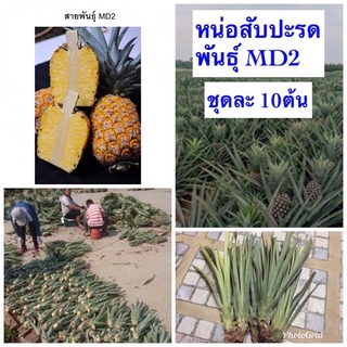 ￼[ชุดละ10ต้น] สับปะรดMD2 หน่อสับปะรดพันธุ์MD2 ต้นสับปะรด,หน่อสับปะรด พันธุ์MD2