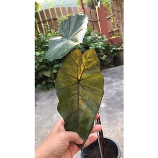 Alocasia.Yucatan.Princes บอนดำ​ บอนสบู่เลือด​