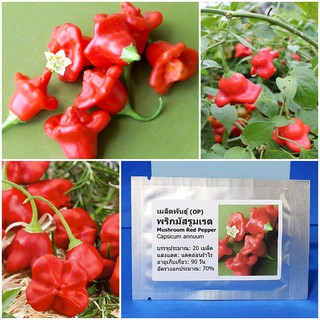 เมล็ดพันธุ์ พริกมัสรูมเรด (Mushroom Red Pepper Seed) บรรจุ 20 เมล็ด คุณภาพดี ราคาถูก ของแท้ 100%