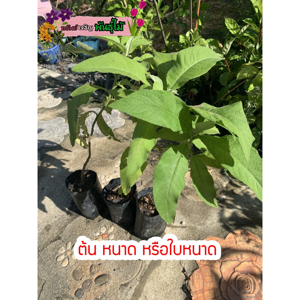 ต้นหนาด หรือใบหนาด สูง 50-60 cm ไม้สมุนไพร ไล่ผี พร้อมส่ง สำคัญกรุณาสั่งซื้อในเวลา12:00น.-00:00น.
