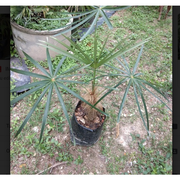 ต้นปาล์มเคราฤาษี ไม้ประดับ สูง 70 ซม ขึ้นไป ที่โคนมีเคราขึ้นทุกต้นไม่ต้องรอนาน ถุงใหญ่ หนักมาก ต้นสวยๆ ราคาถูก - รูปที่ 4