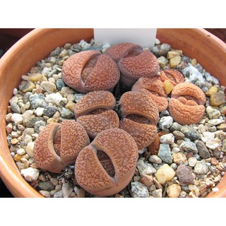 LITHOPS - aucampiae (20 เมล็ด)