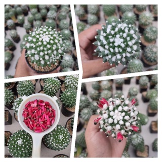 เมล็ดแมมอิรุซามุ (Mammillaria erusamu) เมล็ดเก็บสดใหม่ 1 ซอง 50 เมล็ด