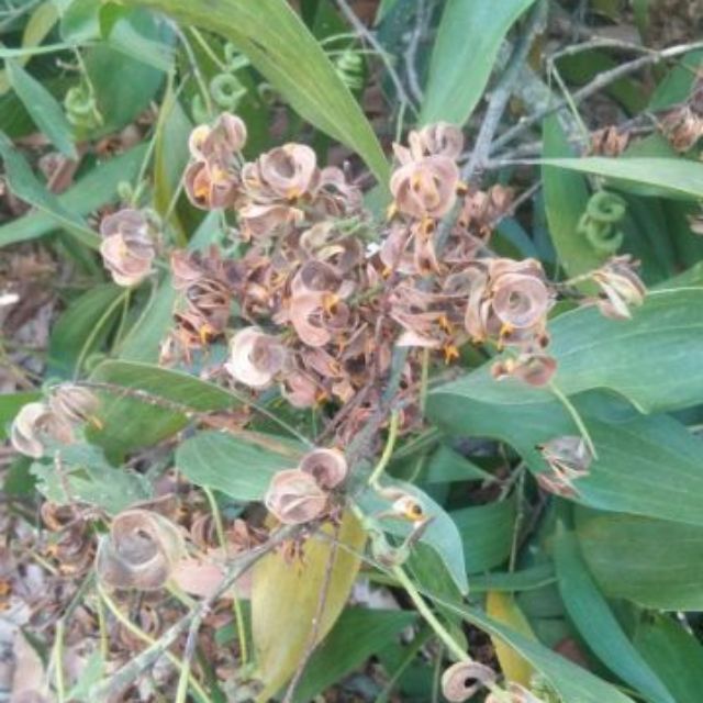 เมล็ดพันธุ์กระถินเทพา (ประมาณ  1000 +เมล็ด )
