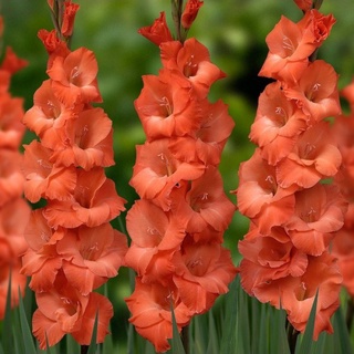 8 หัว/ชุด สีส้ม แกรนดิโอลัส (Gladiolus) หรือดอกซ่อนกลิ่นฝรั่ง เป็นดอกไม้แห่งคำมั่นสัญญา ความรักความผูกพัน ดอกแห่งรักแท้