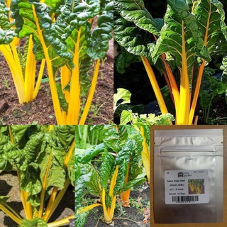 เมล็ด : เมล็ดสวิสชาร์ด สีเหลือง - Golden Swiss Chard Yellow สวิสชาร์ด สวิสชาร์ต เมล็ดผัก เมล็ดพันธุ์