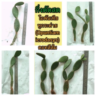 กิ่งตัดสด โอพันเทีย หูกระต่าย  (Opuntiamicrodasys) ดอทสีส้ม