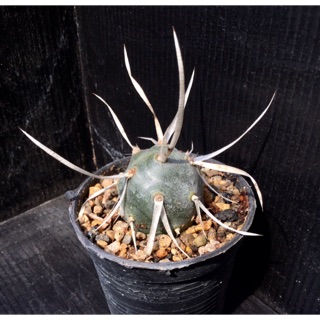 กระบองเพชร หนามกระดาษ  Tephrocactus articulatus