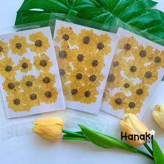 【พร้อมส่ง】ทานตะวันแคระทับ ดอกทานตะวัน ดอกไม้จริงทับแห้ง Pressed Flowers💐