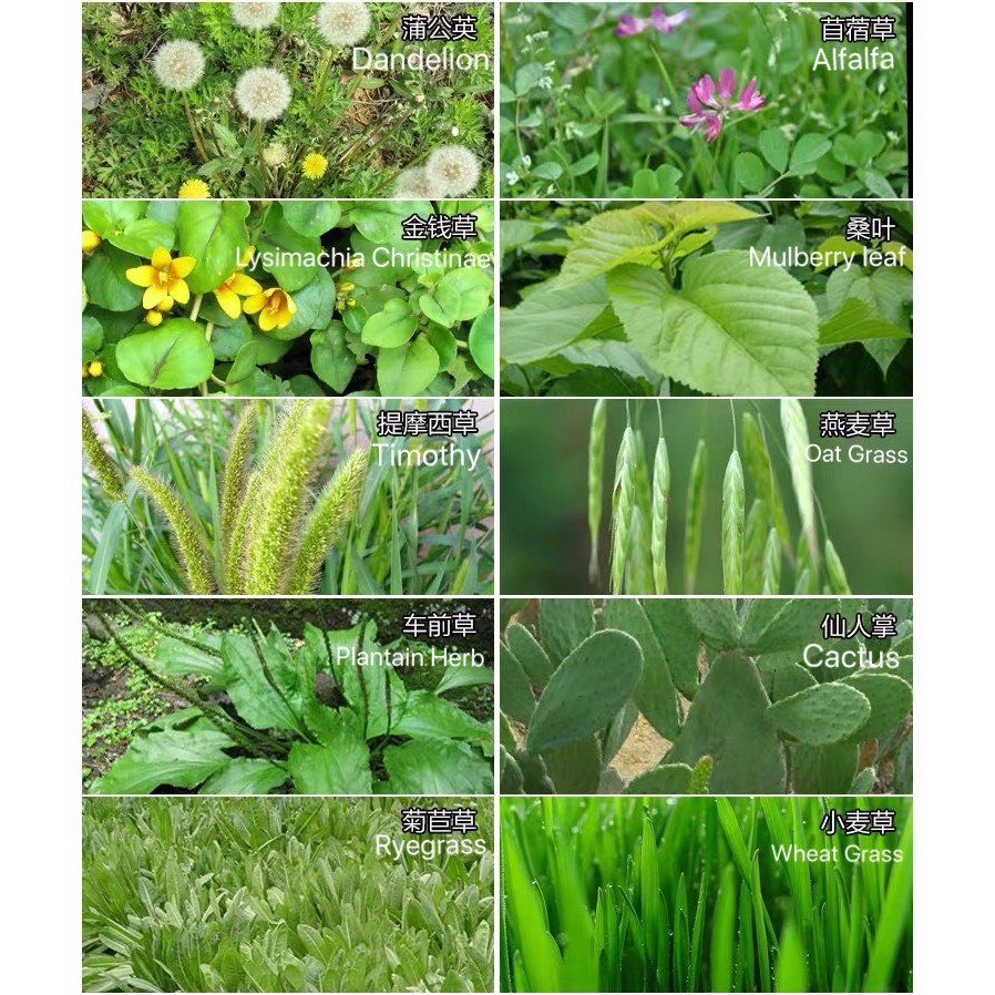 ผงหญ้ารวม​10 ชนิด​ ทิมโมที อัลฟัลฟ่า ใบหม่อน กระบองเพชร​ สำหรับเต่าบก ใช้ผสมกับผัก และ อาหารเต่า - รูปที่ 4