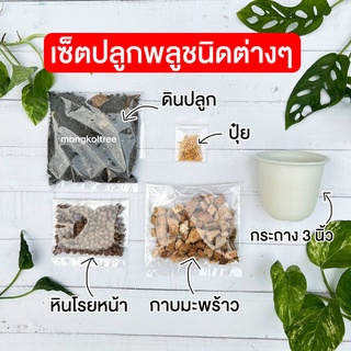 เซ็ตปลูก เซ็ตปลูกพลูชนิดต่างๆ เซ็ตปลูกพลูแบบ DIY ต้นไม้ฟอกอากาศ ไม้ประดับ ปลูกตกแต่งบ้าน ราคาพิเศษ ให้เป็นของขวัญได้