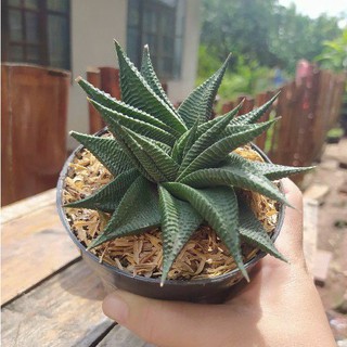 ต้นม้าเวียนต้นไม้อวบน้ำ ต้นม้าเขียว Haworthia limifolia Marloth มีแถมทุกออเดอร์ค่ะ