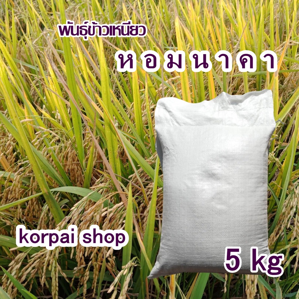 ข้าวเหนียวหอมนาคา พันธุ์ข้าวเหนียวหอมนาคา ข้าวเหนียวสะเทิ้นน้ำสะเทิ้นบก