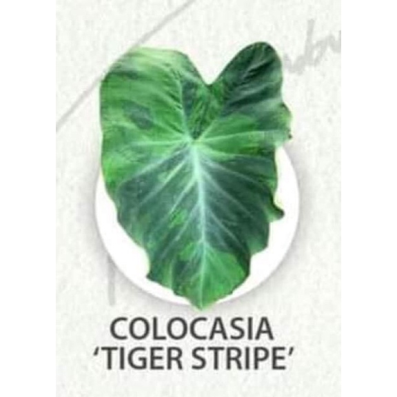 colocasia tiger stripeแท้ เสือโคร่งแท้มาเลเซียดูจากลายเขียวที่ก้าน ต้นใหญ่ ด่างทั้งใบ และก้าน