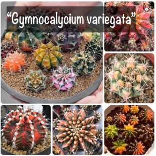 เมล็ดพันธุ์ กระบองเพชร🌵”Gymnocalycium ด่าง”