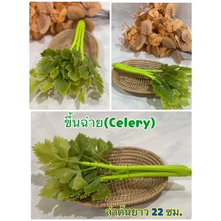 โมเดลขึ้นฉ่าย(Celery)วัสดุผลิตจากพลาสติก ล้างน้ำได้