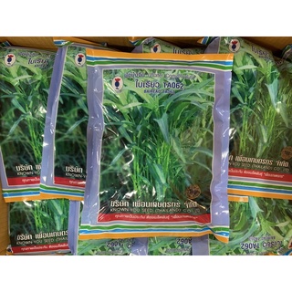 เมล็ดผักบุ้งจีน 1 kg พันธุ์พิเศษ ใบเรียว TA062 แข็งแรง เติบโตดี ใบเรียวเล็ก สีเขียว น้ำหนักดี