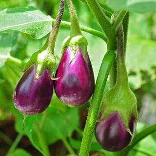เมล็ดพันธุ์ มะเขือม่วงหลอดไฟ มะเขือม่วงญี่ปุ่น 40-90 เมล็ด [10 แถม 1 คละได้]