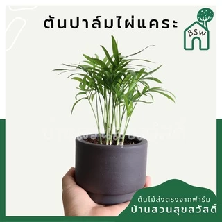 ต้นปาล์มไผ่ ในกระถาง 4 นิ้ว ไม้ฟอกอากาศ นำเข้าจาก US
